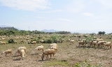 Lạc giữa bầy cừu ở Phan Rang