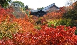 Khung cảnh rừng lá đỏ ngập tràn cố đô Kyoto