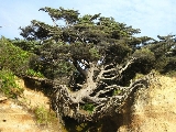 &#39;Cây chạy trốn&#39; ở Washington