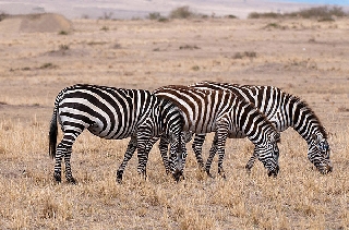 Vé máy bay đi Kenya du lịch