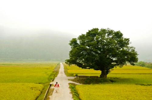 màu thu xứ sở kim chi